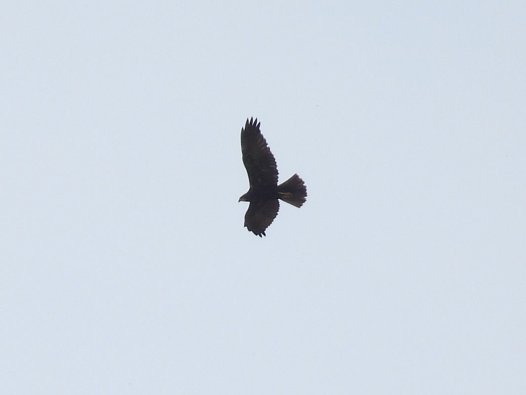 Western Marsh Harrier  - Kacper Mikulski