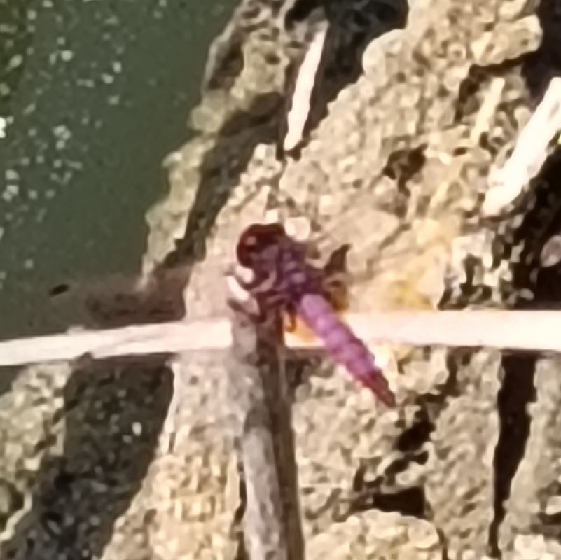 Trithemis annulata  - Rudy Valfiorito