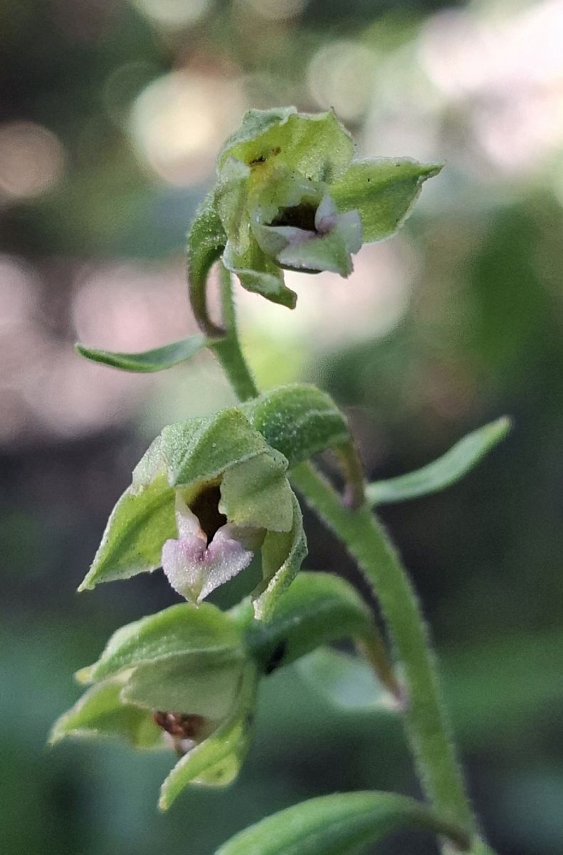 Epipactis rhodanensis 