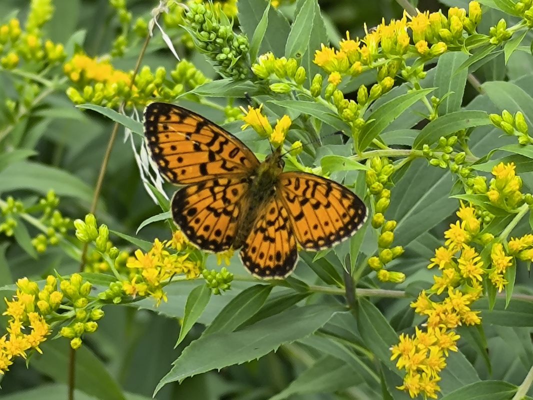 Boloria selene  - Mirko Tomasi