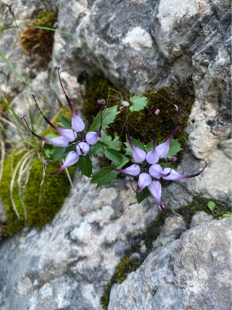 Physoplexis comosa  - Lavinia Garibaldi (FVG)