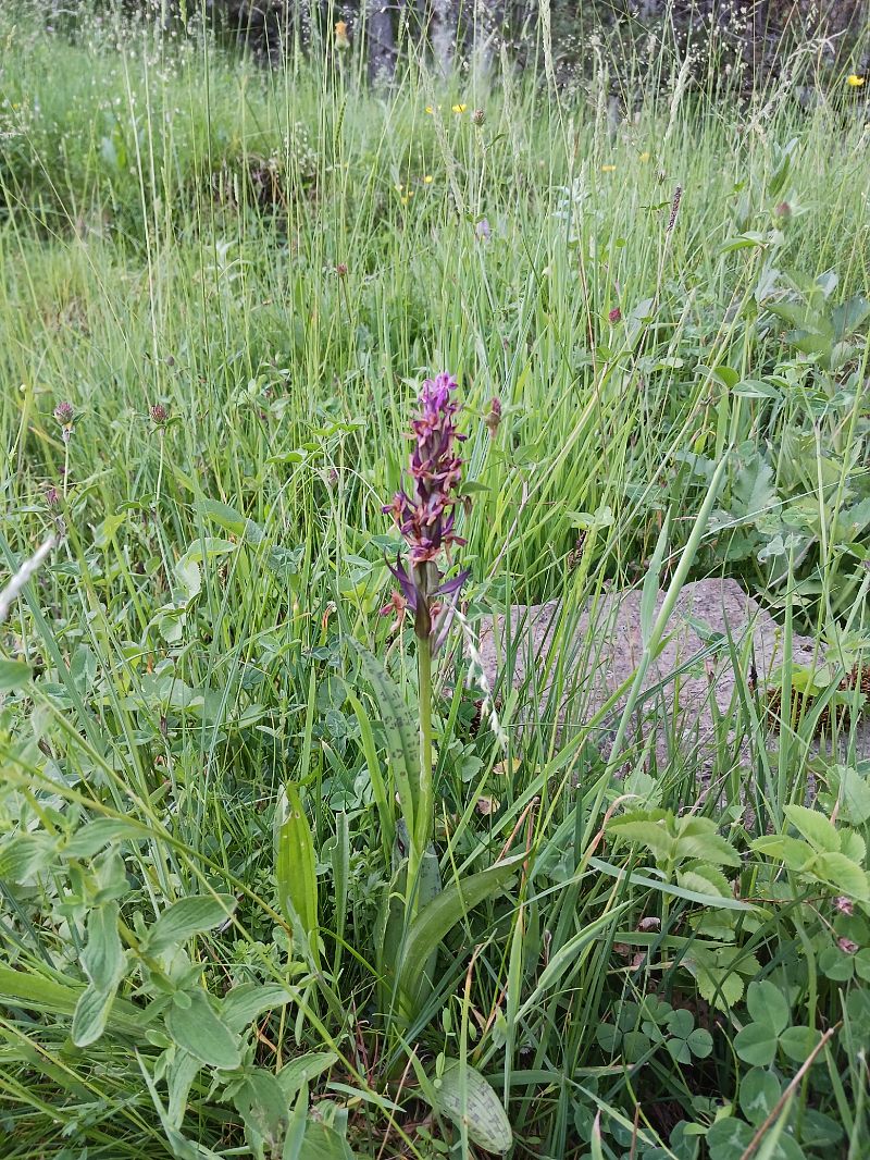 Dactylorhiza majalis  - Dolors Rodriguez