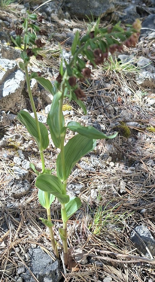 Epipactis distans 