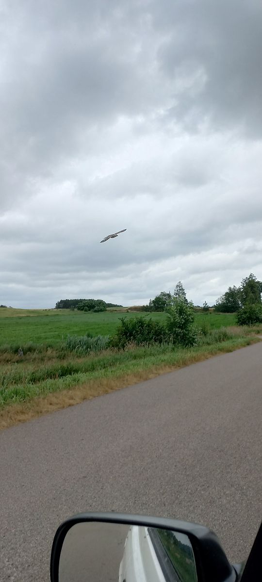 raróg 
