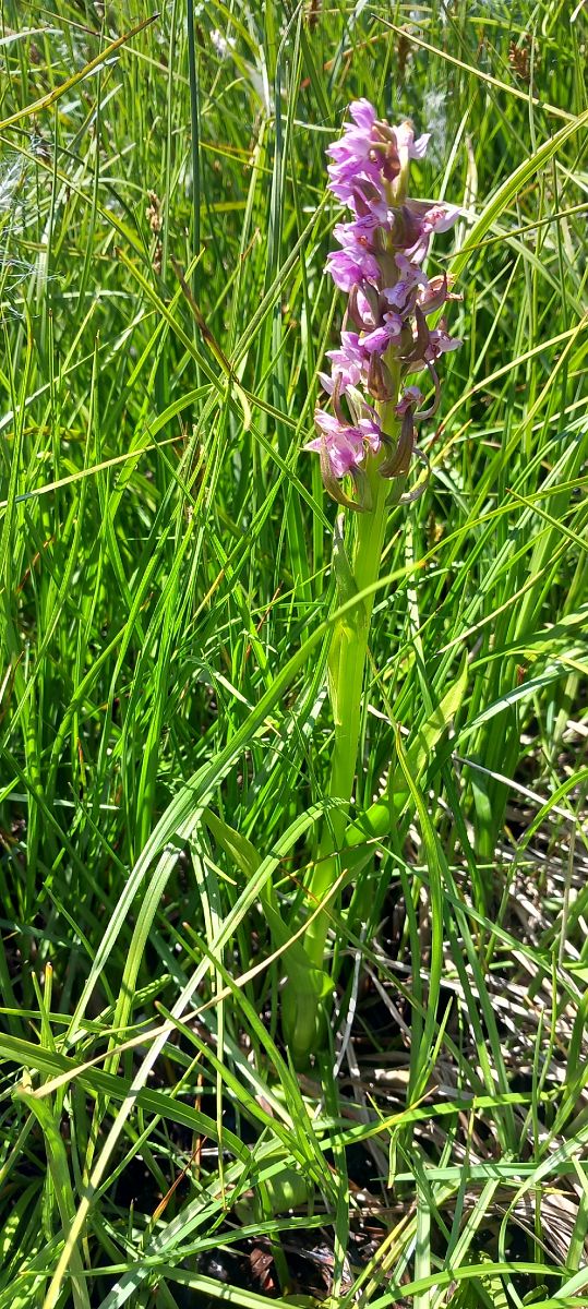 Dactylorhiza incarnata  - Gerard Chassan