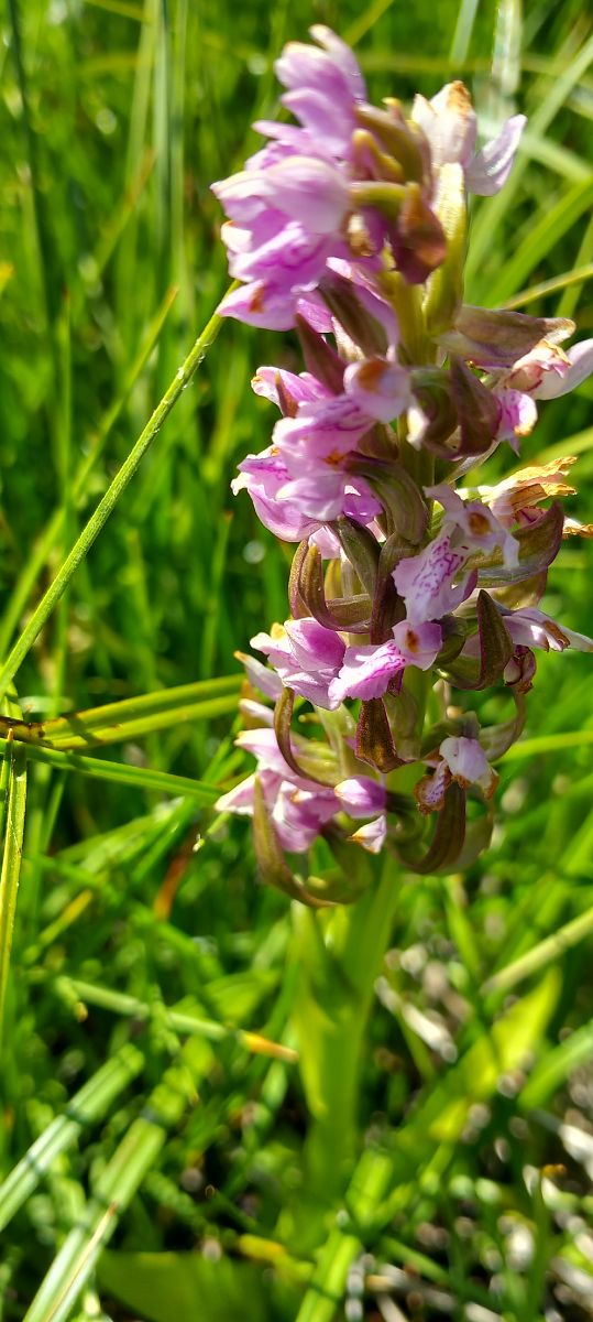 Dactylorhiza incarnata  - Gerard Chassan