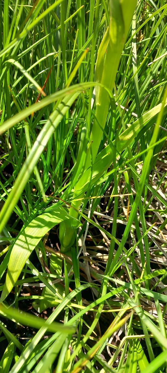 Dactylorhiza incarnata  - Gerard Chassan