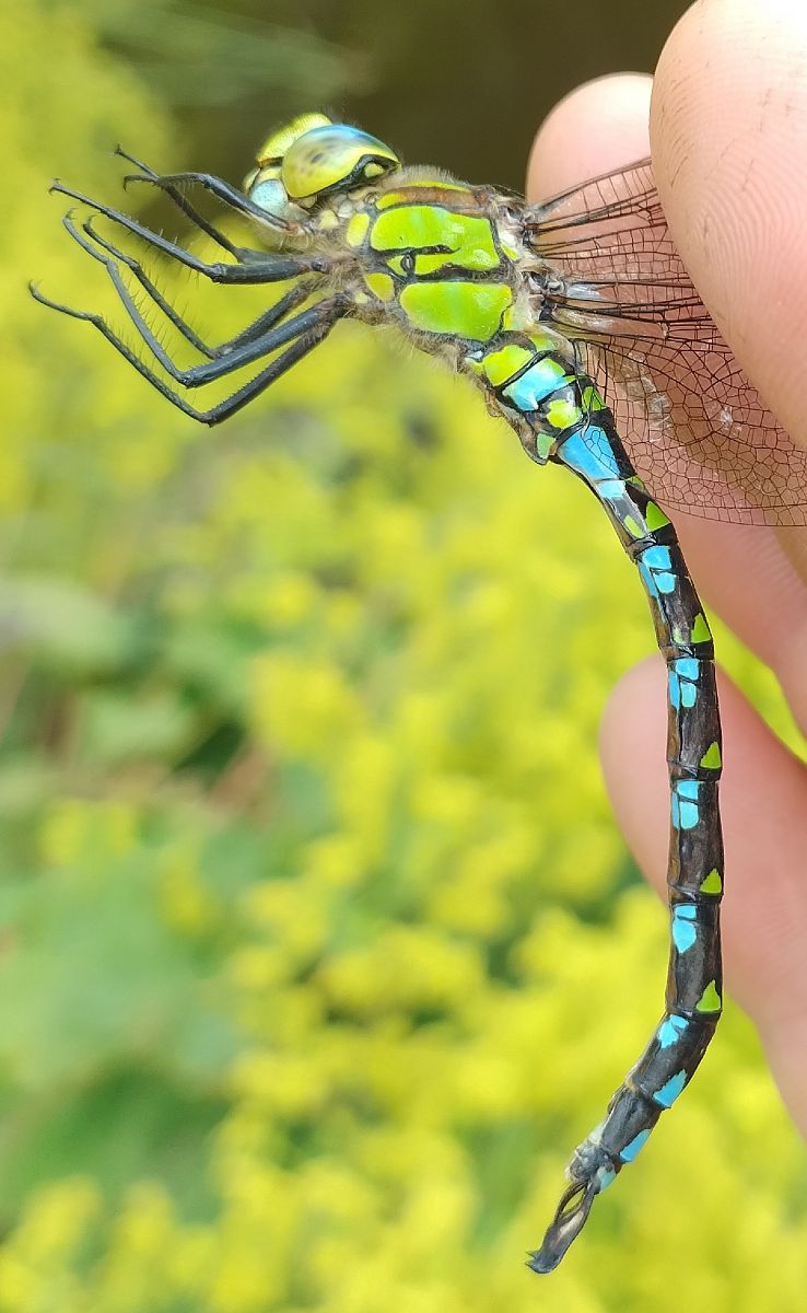 Aeshna cyanea  - Battisti Andrea