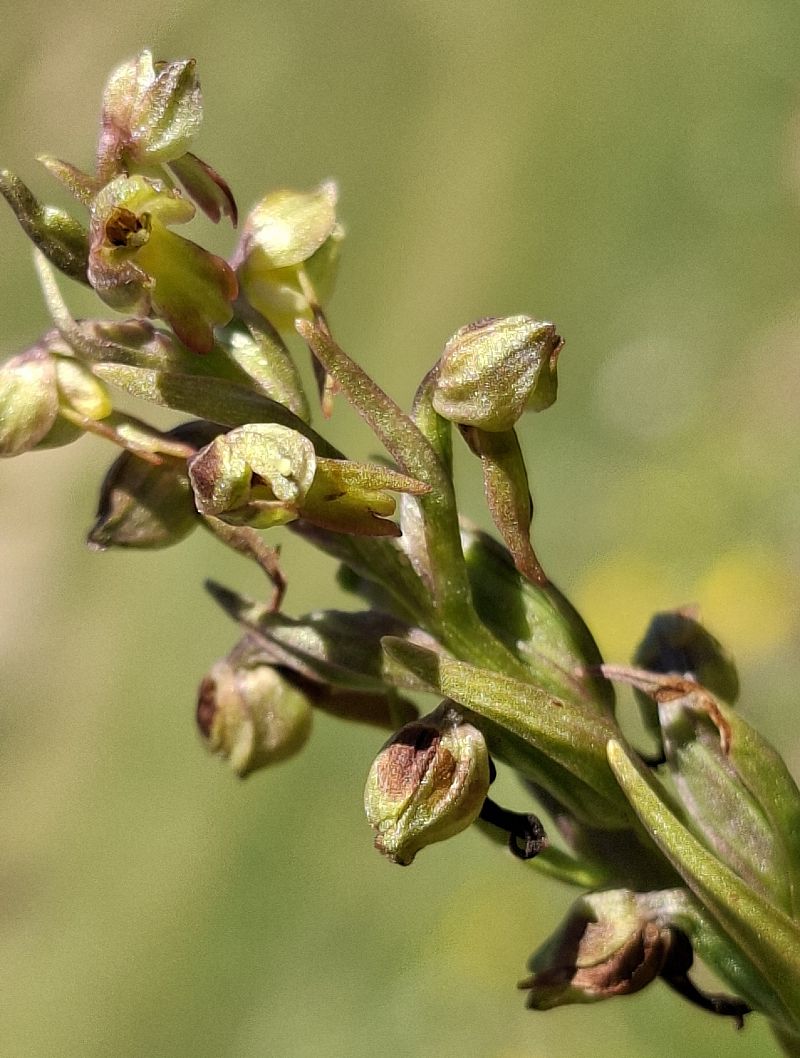 Dactylorhiza viridis 