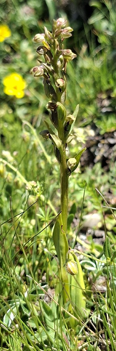 Dactylorhiza viridis 