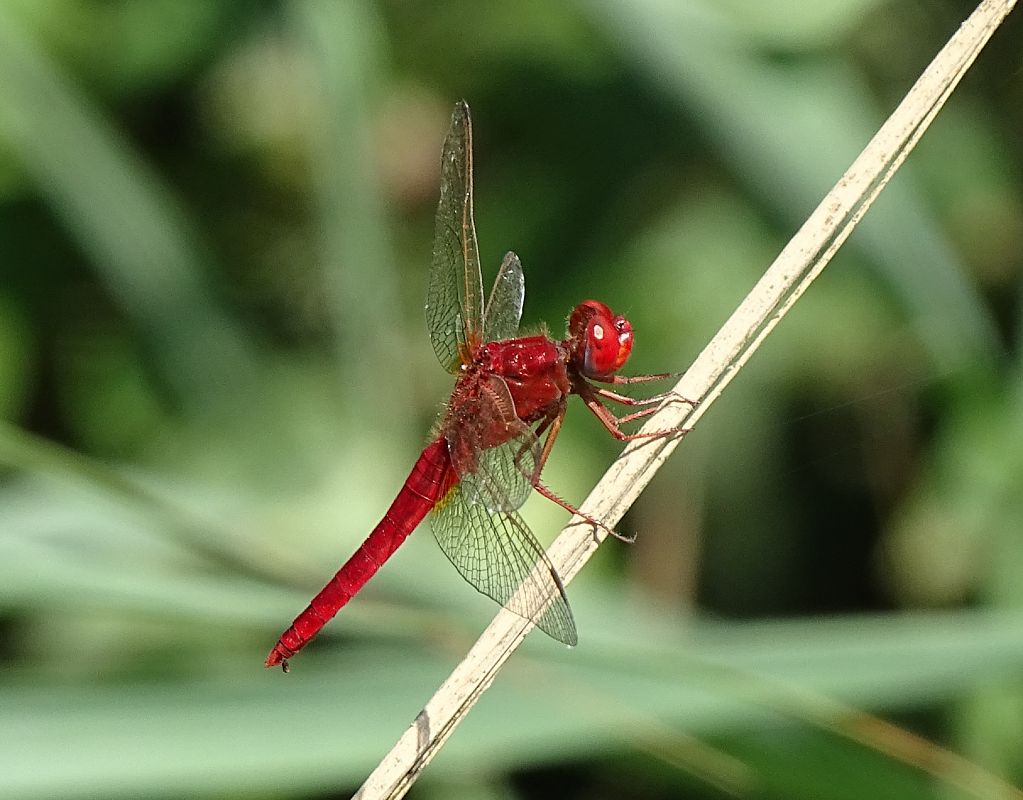 Crocothemis erythraea  - Andrea Verdelli