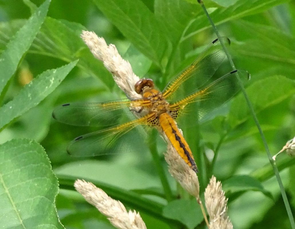 Libellula fulva  - Andrea Verdelli