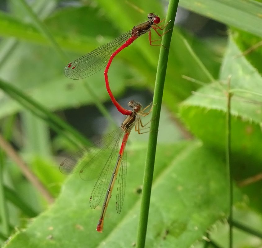 Ceriagrion tenellum  - Andrea Verdelli