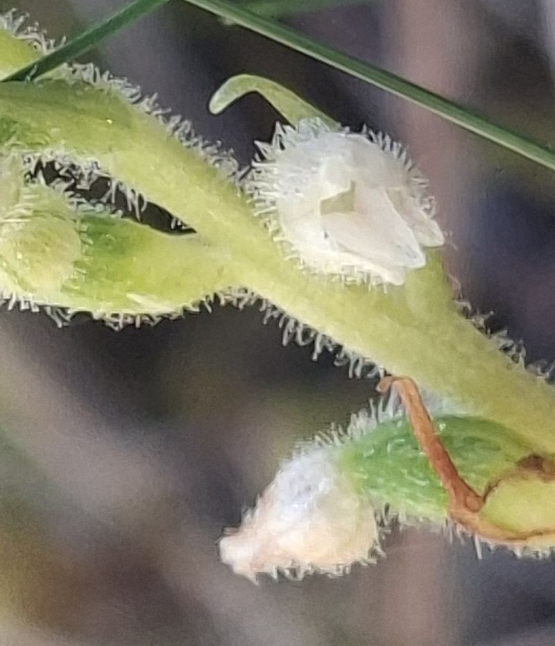 Goodyera repens 