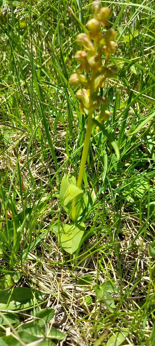 Dactylorhiza viridis  - Gerard Chassan