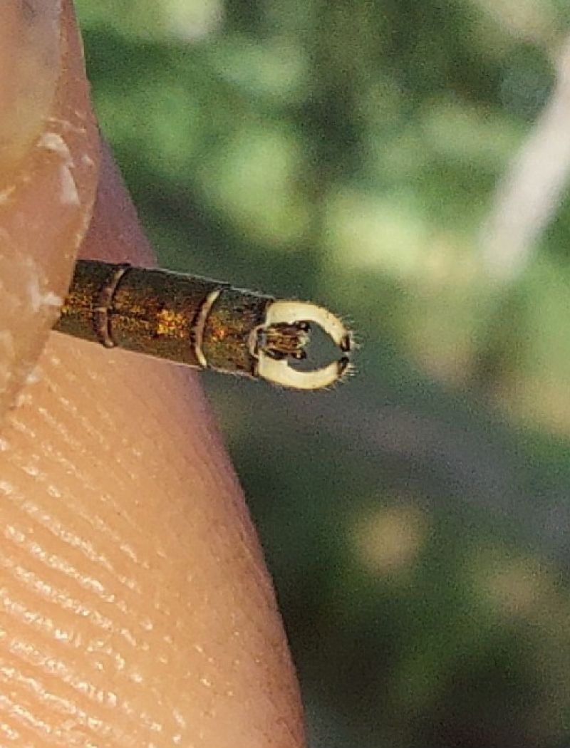 Lestes parvidens  - Simone Rizzi