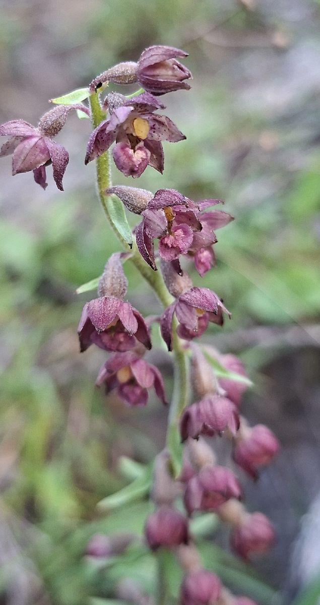 Epipactis atrorubens 