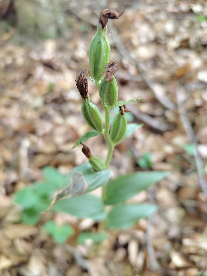 Epipactis helleborine  - Nicola Larroux