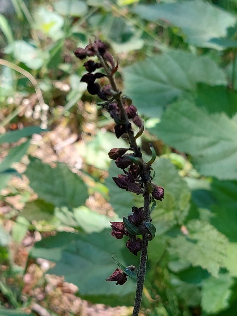 Epipactis atrorubens  - Bernard Sonnerat