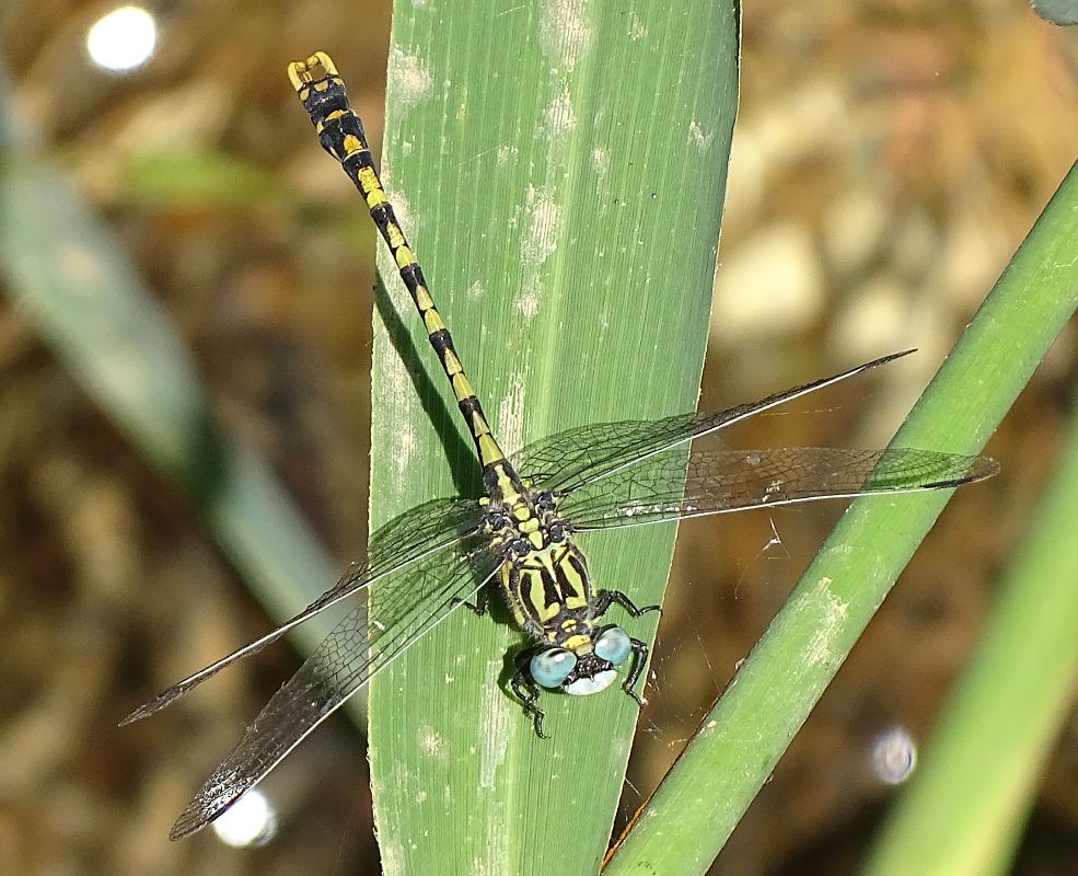 Onychogomphus uncatus  - Andrea Verdelli