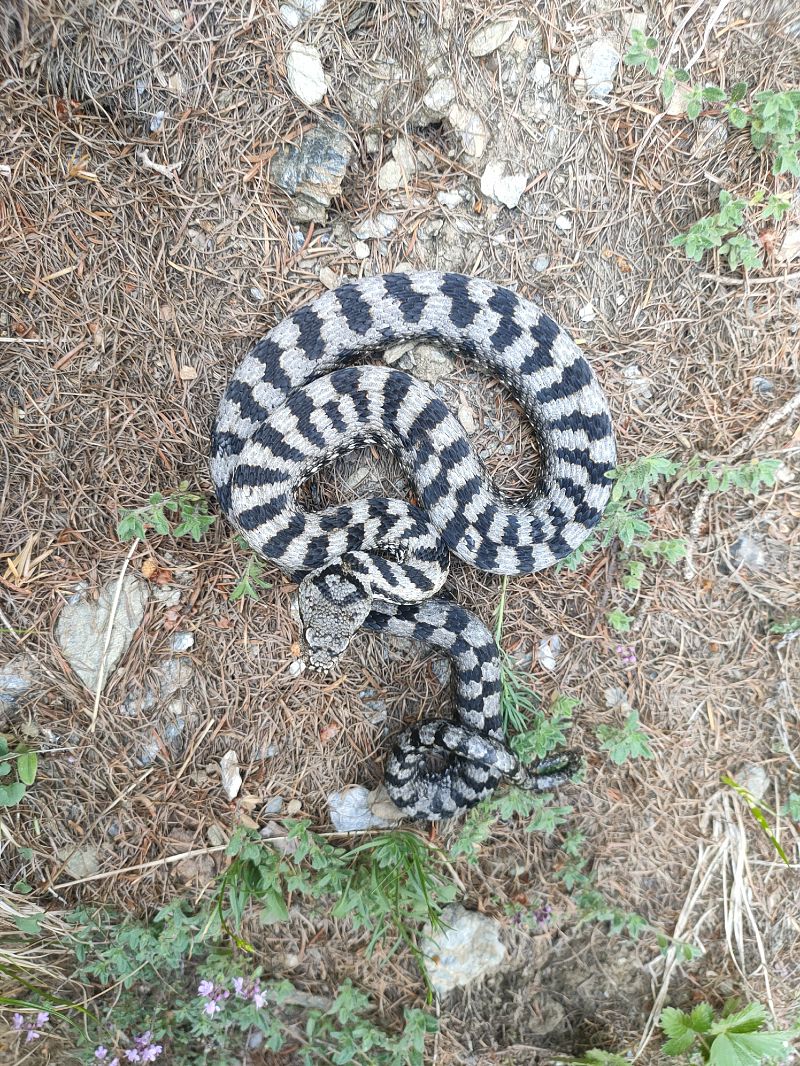 Vipera comune  - Daniele Baroni
