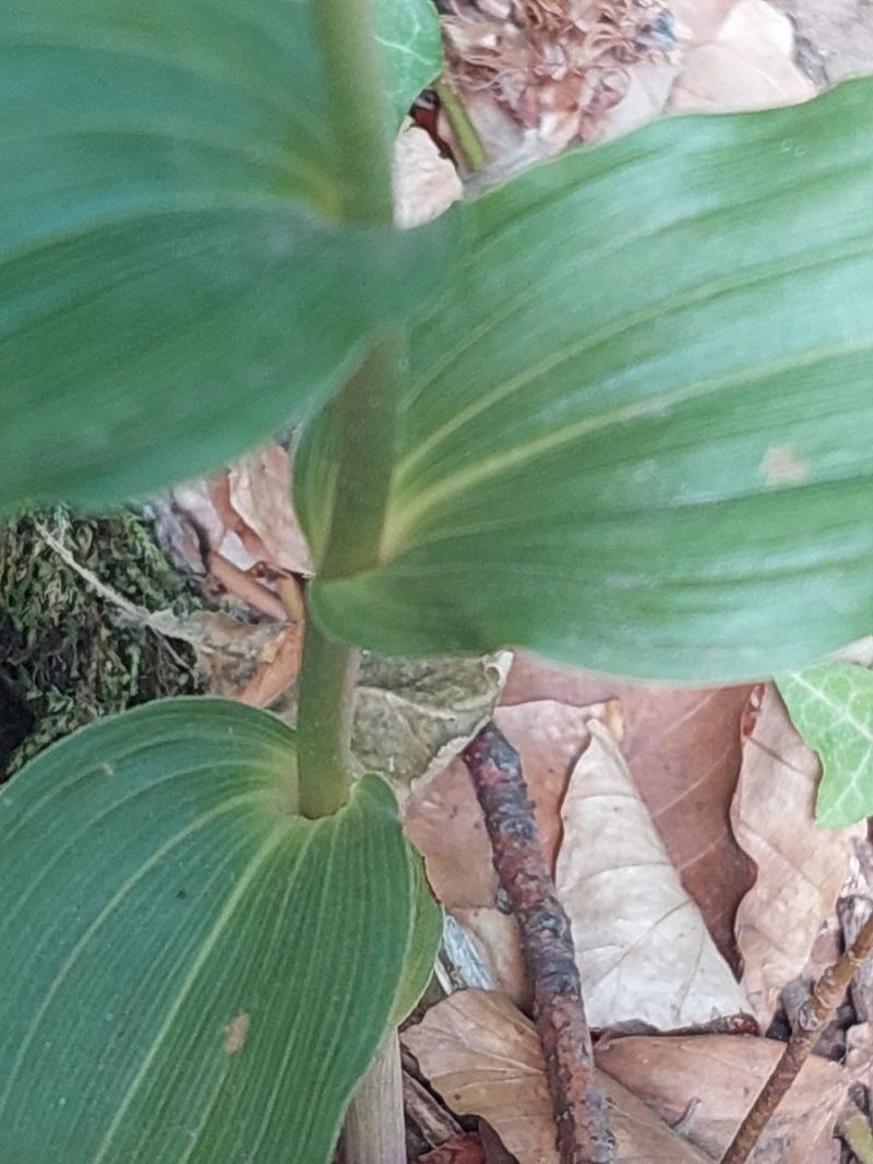 Epipactis leptochila var. neglecta  - Bernard Sonnerat