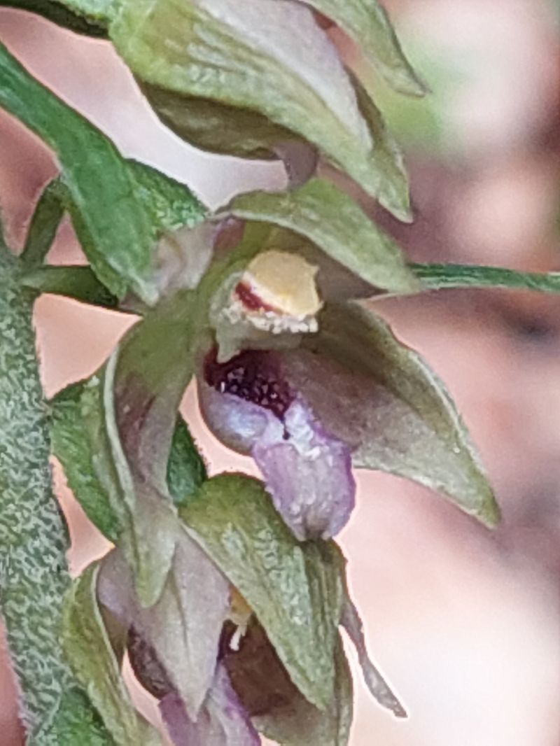 Epipactis leptochila var. neglecta  - Bernard Sonnerat