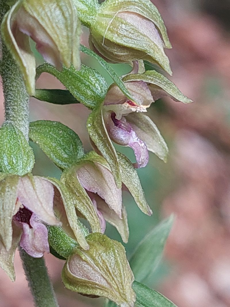 Epipactis leptochila var. neglecta  - Bernard Sonnerat