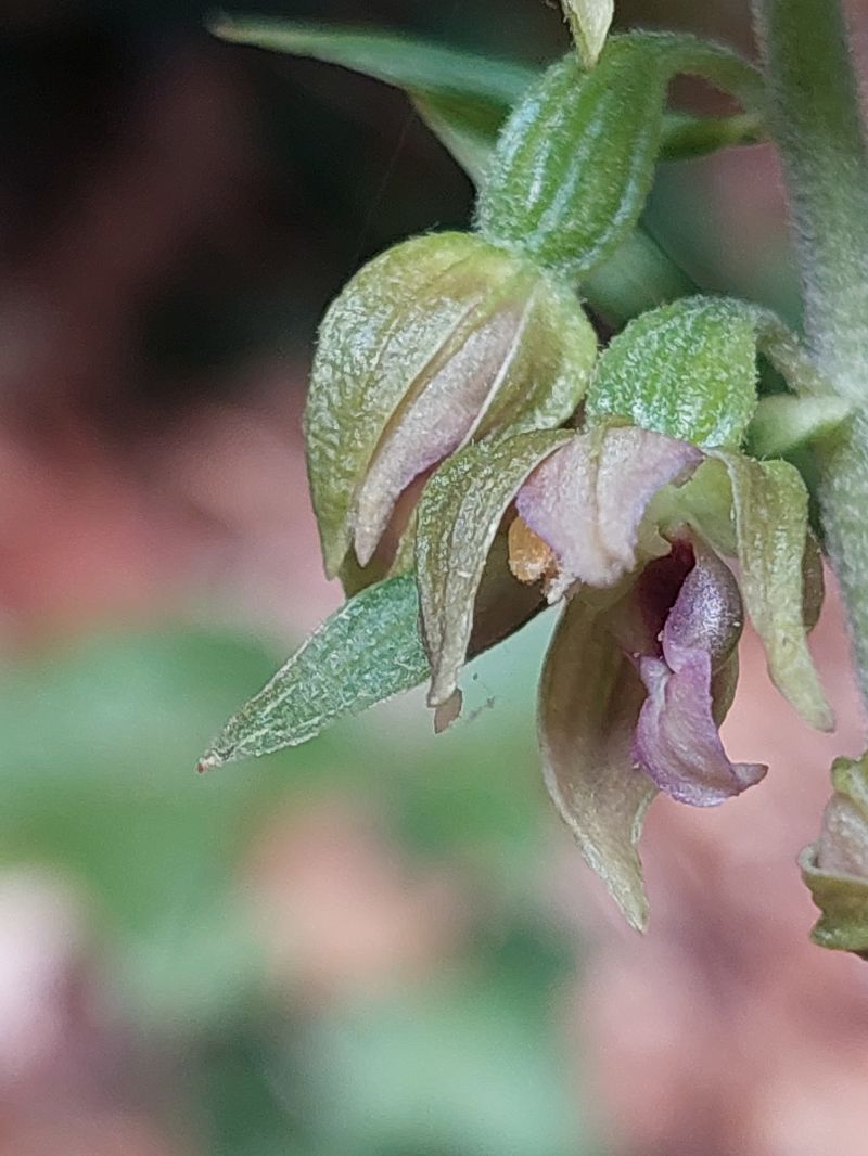 Epipactis leptochila var. neglecta  - Bernard Sonnerat