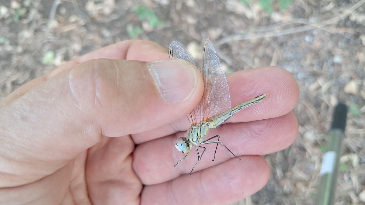 Sympetrum fonscolombei  - Roberto Fabbri