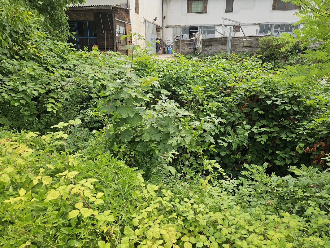 Fallopia japonica  - Elisa de Belli (FVG)