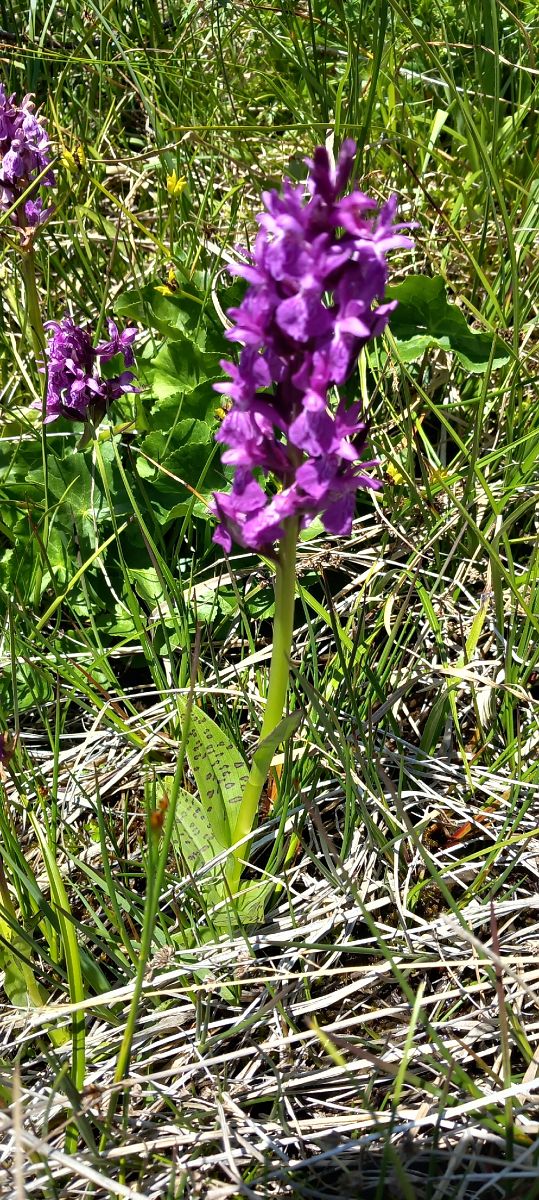 Dactylorhiza alpestris  - Gerard Chassan