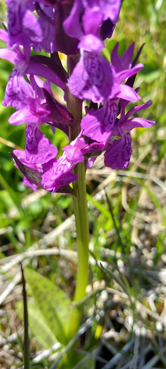 Dactylorhiza alpestris  - Gerard Chassan