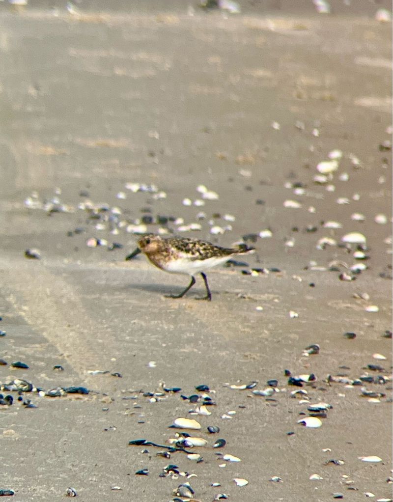 Sanderling  - Krzysztof Lis