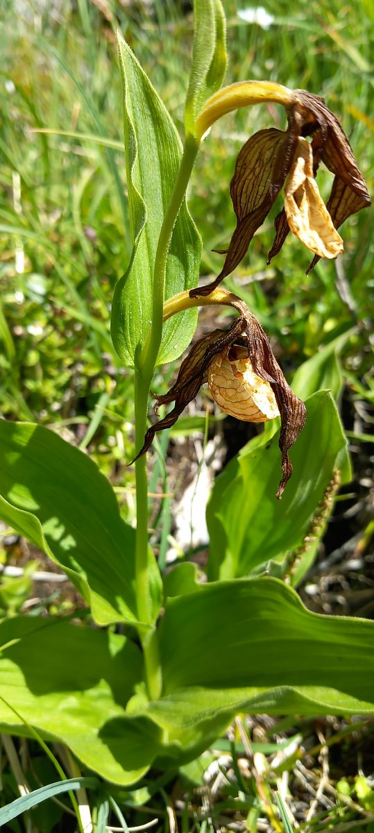 Cypripedium calceolus  - Gerard Chassan
