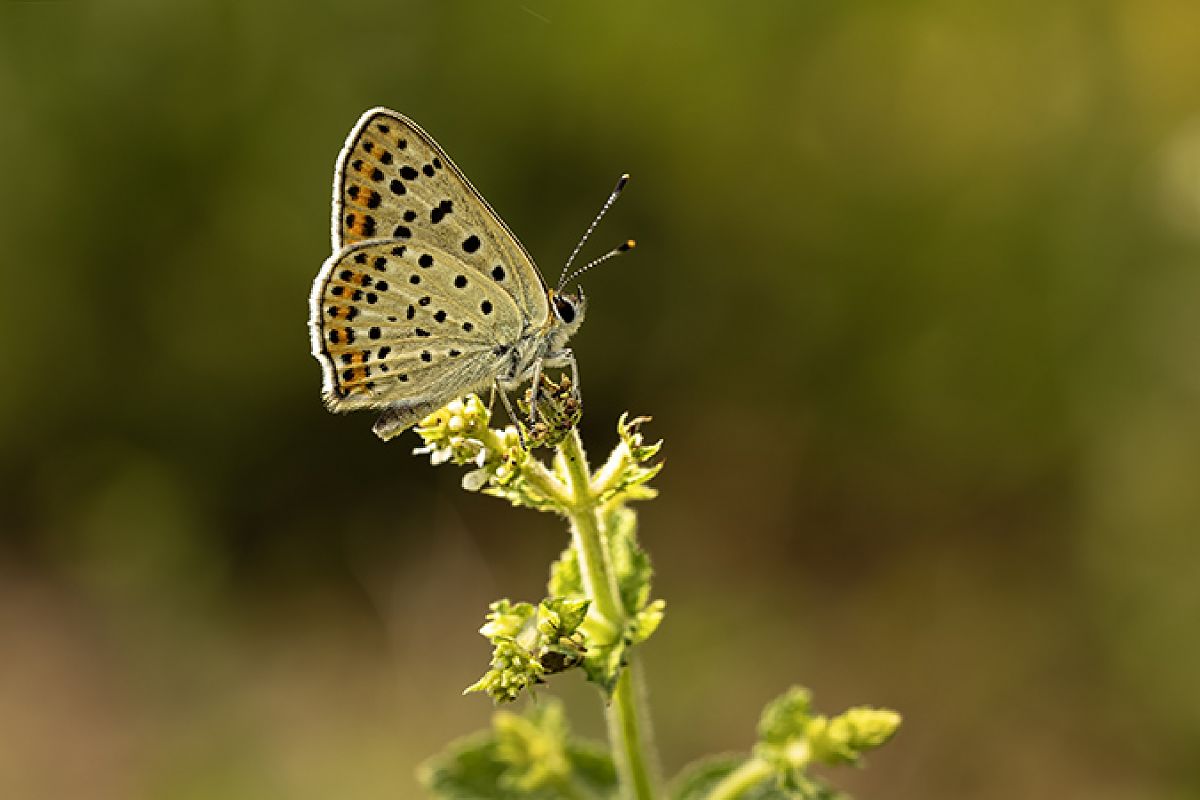 Lycaena tityrus  - Paola Bressan