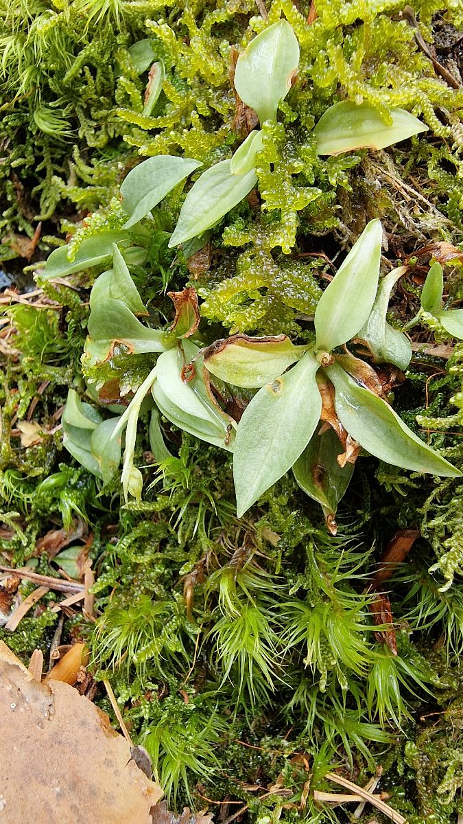 Goodyera repens  - Jean Guhring