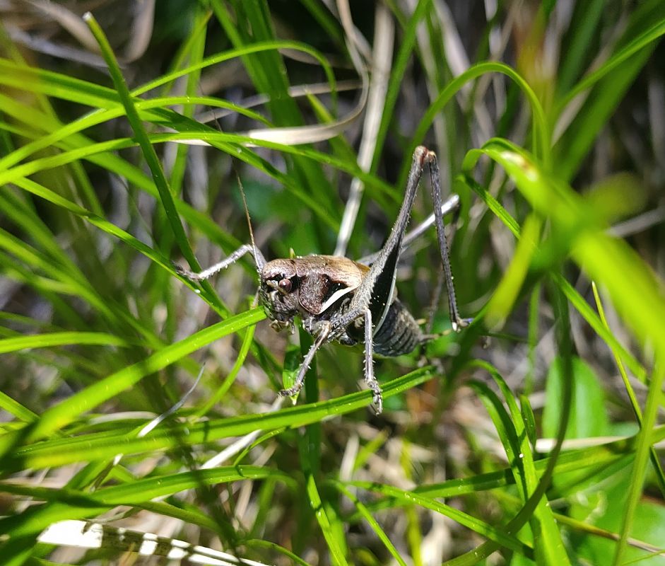 Pholidoptera aptera  - Daniele Baroni