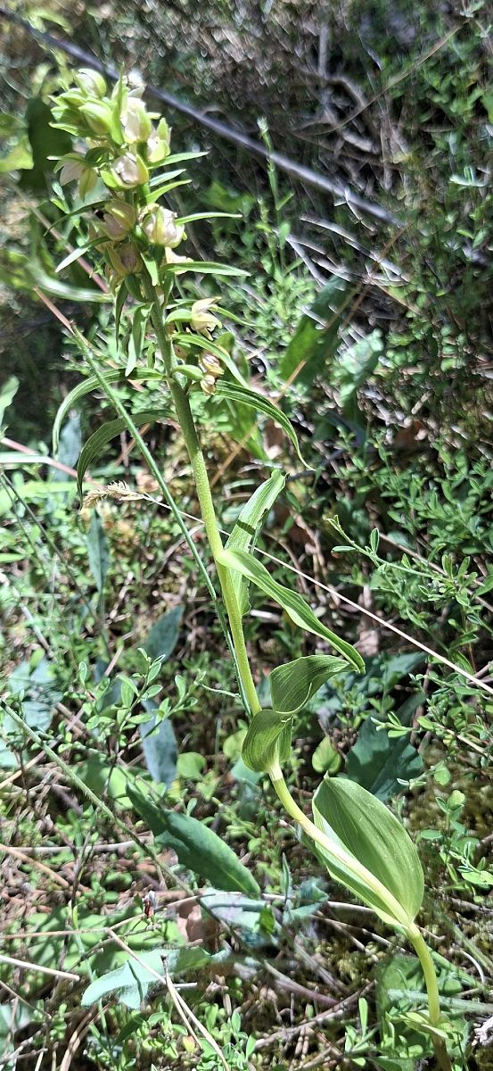 Epipactis distans 
