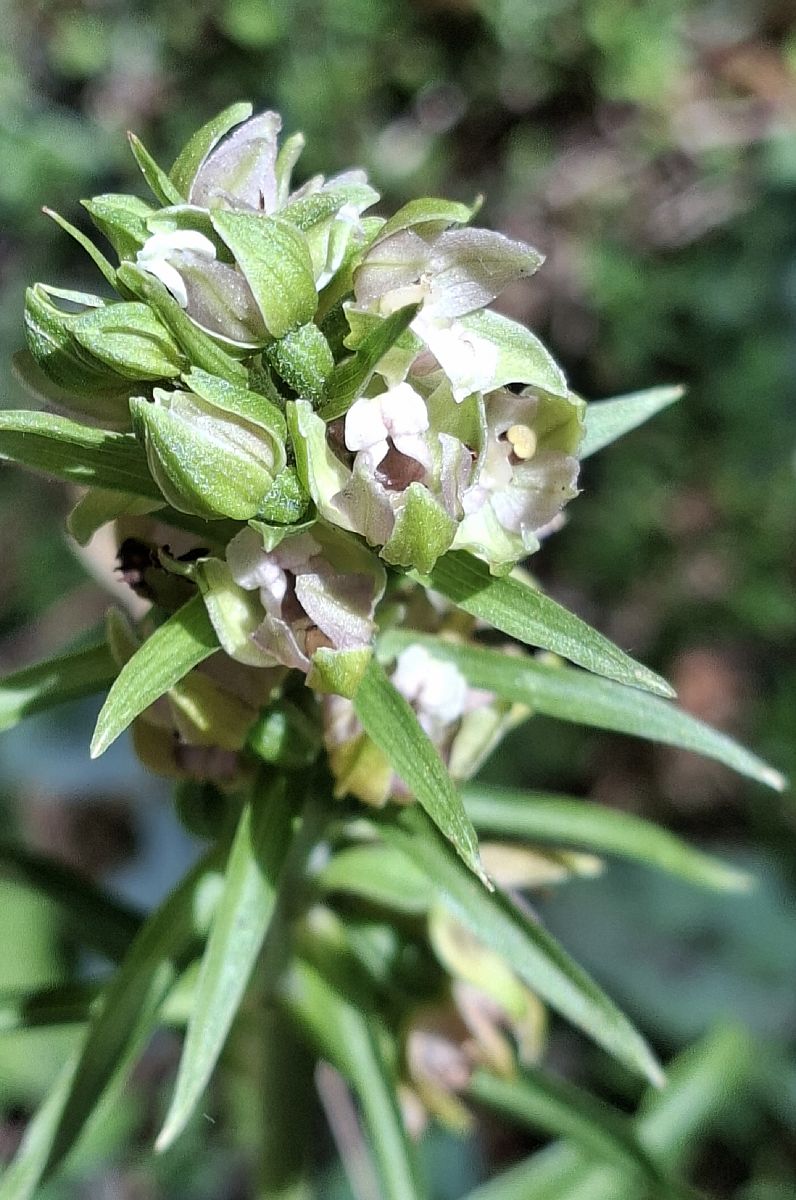 Epipactis distans 