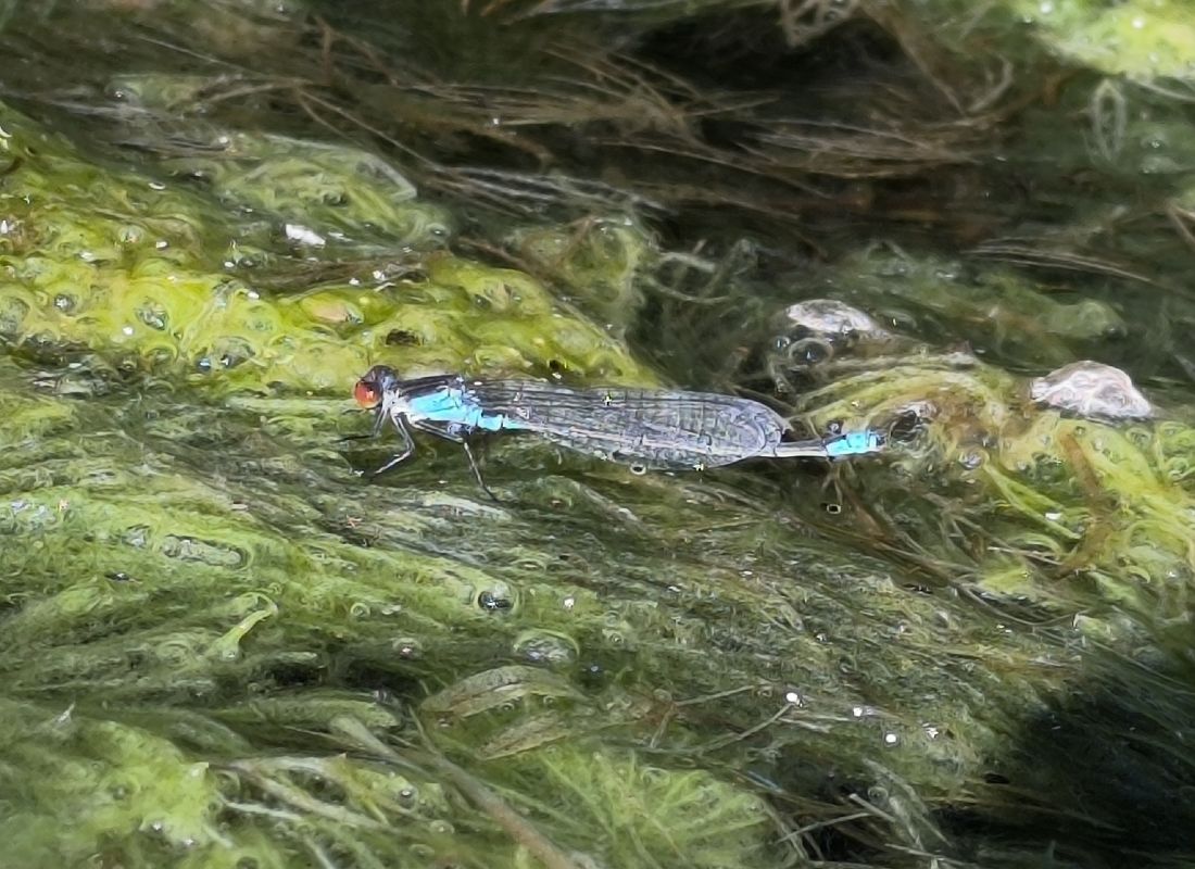 Erythromma viridulum  - Mirko Tomasi