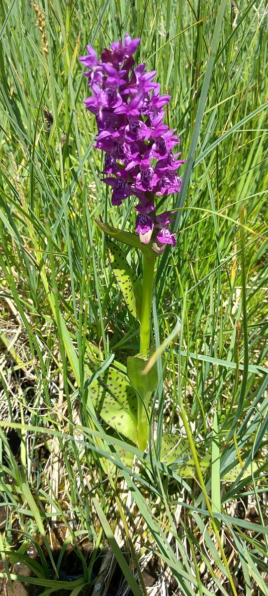 Dactylorhiza alpestris  - Gerard Chassan