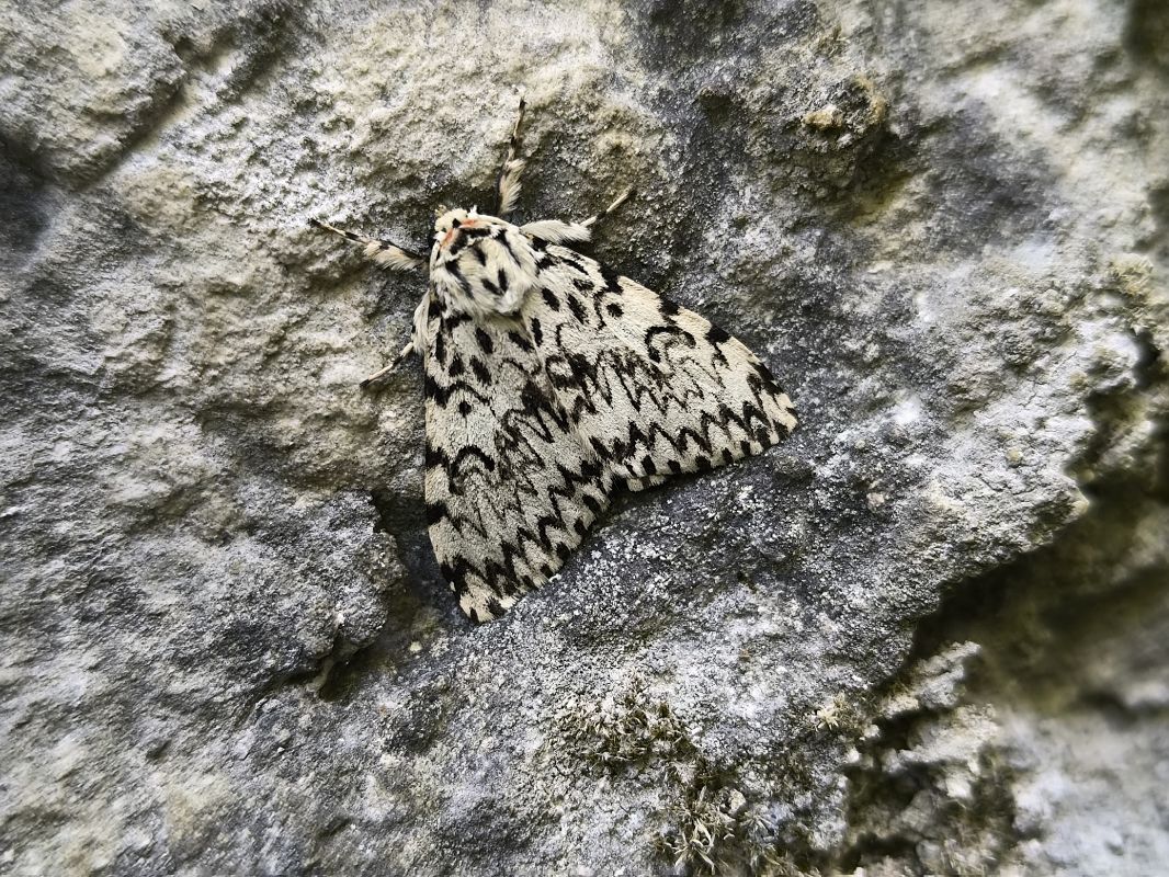 Lymantria monacha  - Mirko Tomasi