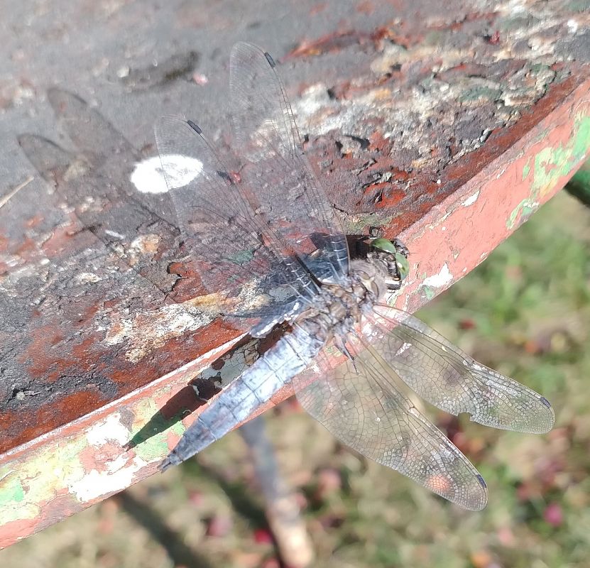 Orthetrum cancellatum  - Battisti Andrea