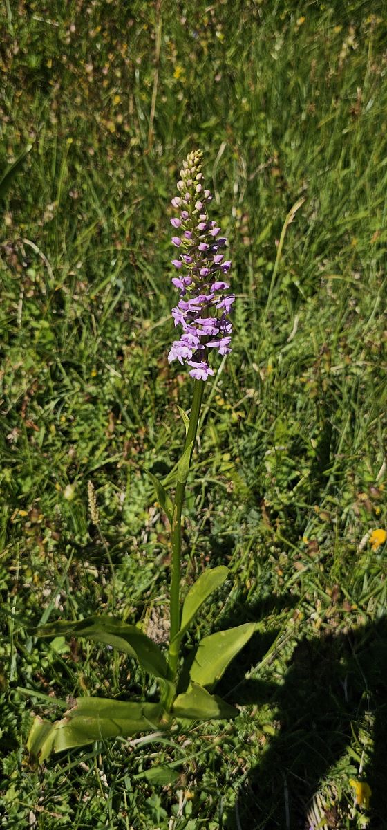 Gymnadenia conopsea var. densiflora  - Claire Perrachon