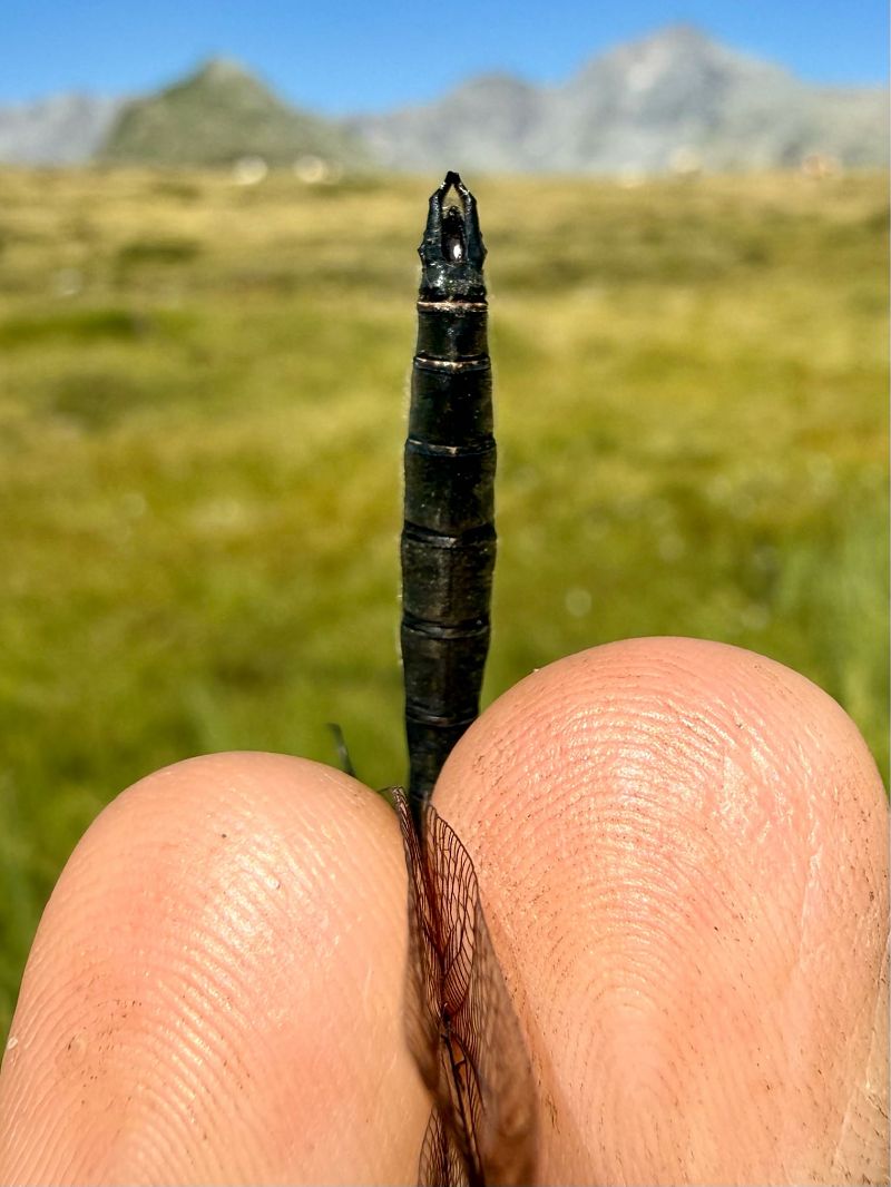Somatochlora alpestris  - Andrea Galimberti