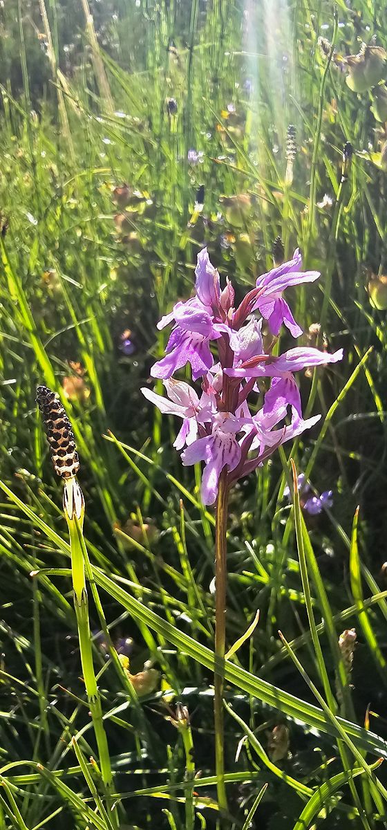 Dactylorhiza fuchsii subsp. psychrophila  - Claire Perrachon