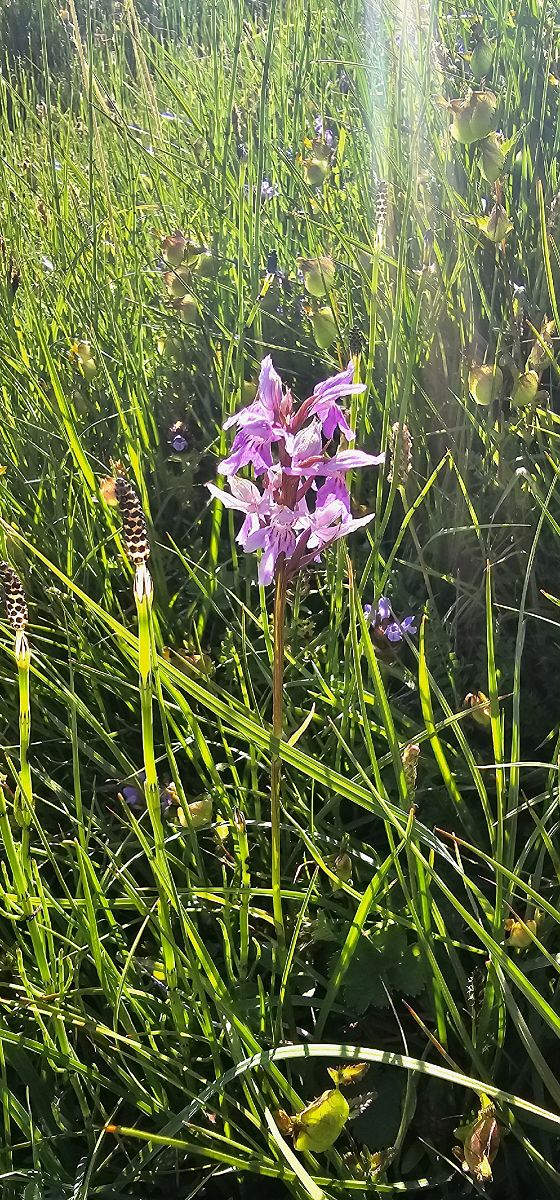 Dactylorhiza fuchsii subsp. psychrophila  - Claire Perrachon