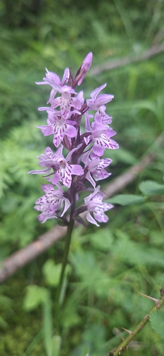 Dactylorhiza fuchsii  - Philippe Fortini