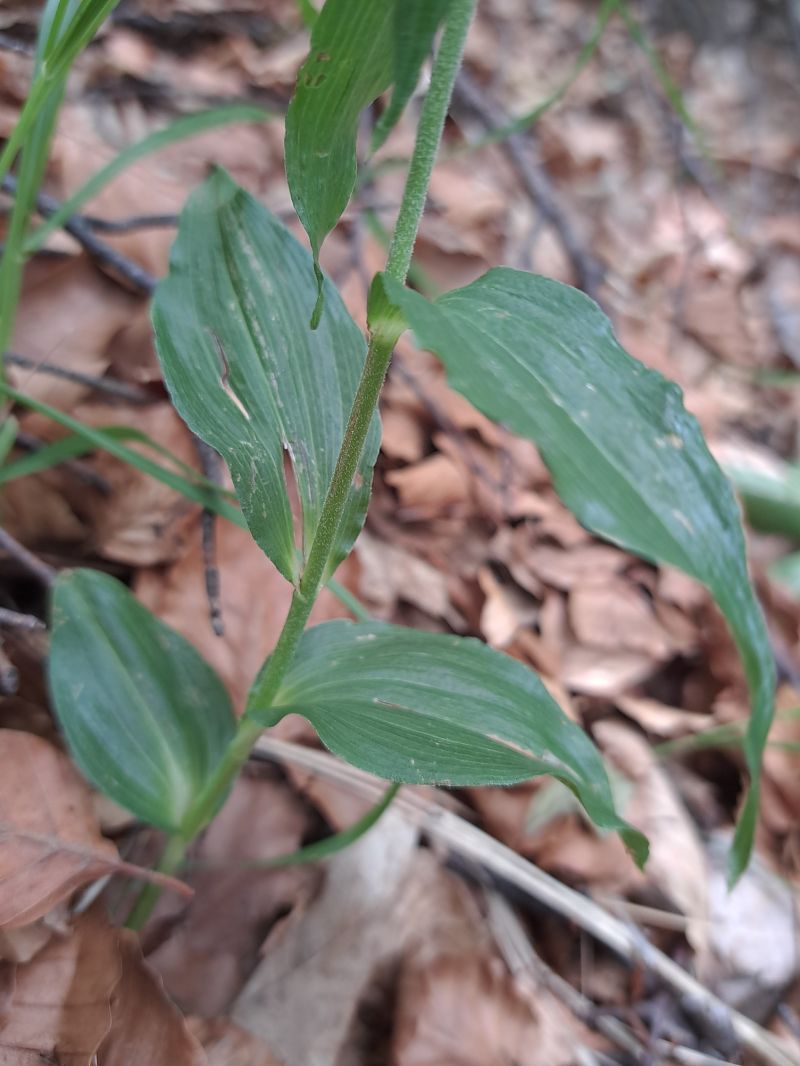 Epipactis leptochila  - Emmanuel Cosson